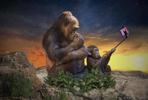 two monkeys selfie stick